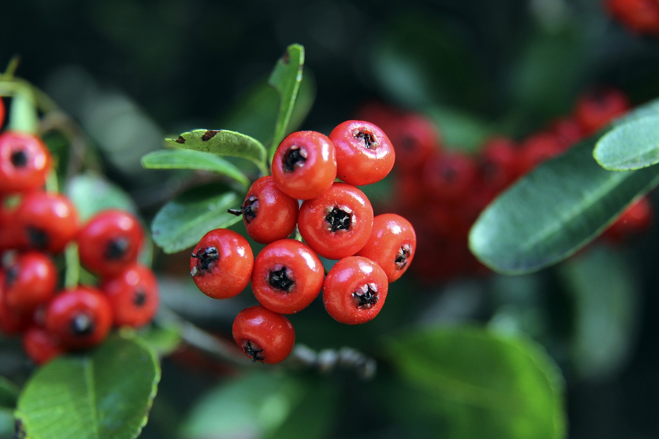 種族主義應 種族主義應